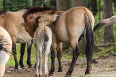 NP Bayerischer Wald_Przewalski-Pferd_d8b0030